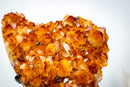 AAA Madeira Citrine Crystal Cluster – Large Gemmy Golden-Orange Points on Stand (4.1 Kg / 9.0 lb) - E2D Crystals & Minerals