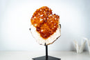 Large AAA Citrine Cluster with Crystal Flower Formations – Madeira Orange Gemmy Druzy on Stand (7.3 Kg / 16.2 lb) - E2D Crystals & Minerals