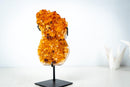 Small Self-Standing Citrine Crystal Cluster – Golden Yellow Brazilian Specimen, Ethically Sourced (4.4 lb) - E2D Crystals & Minerals