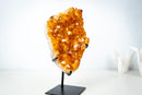 Small High-Grade Brazilian Citrine Cluster – Vibrant Golden-Orange Crystal Druzy on Custom Stand (7.5 In / 2.5 Lb) - E2D Crystals & Minerals