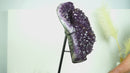 Weltklasse-Amethyst-Geodenblume auf Ständer mit funkelnden violetten Drusen und seltenen Goethit-Kugeln