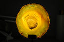 Rare Natural Golden Lace Agate Slice with Eye Inclusions