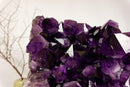 Amethyst Cluster with Extra Large and Deep Purple Amethyst Points, Aaa Quality collective