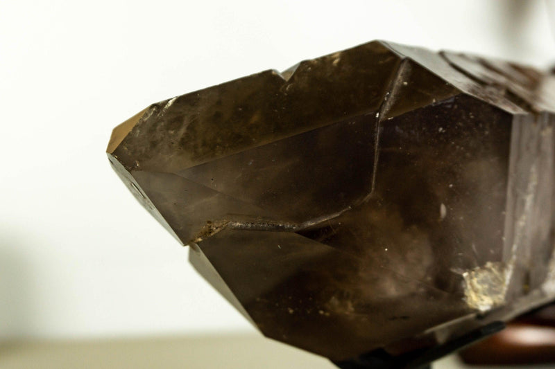 Bi-terminated  Natural Dark Smoky Quartz on Stand, X Large and Raw, Aa Quality collective