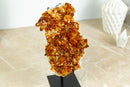 Small Citrine Crystal Cluster with Flower Rosette. Dark Orange Citrine on Display - 2.2 Kg - 4.7 lb - E2D Crystals & Minerals