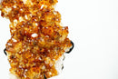 Small Citrine Crystal Cluster with Flower Rosette. Dark Orange Citrine on Display - 2.2 Kg - 4.7 lb - E2D Crystals & Minerals