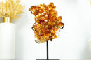 Small Citrine Crystal Cluster with Flower Rosette. Dark Orange Citrine on Display - 2.2 Kg - 4.7 lb - E2D Crystals & Minerals