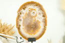 AAA Large Natural Undyed Golden Lace Agate Slice with Flower Rosette