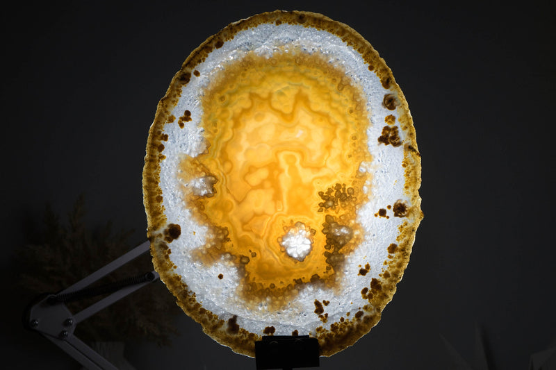 AAA Large Undyed Golden Lace Agate Slice with Flower Rosettes, from Soledade