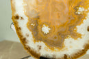 AAA Large Undyed Golden Lace Agate Slice with Flower Rosettes, from Soledade