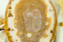 AAA Large Undyed Golden Lace Agate Slice with Flower Rosettes, from Soledade