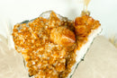 Fabulous Orange Citrine Cluster with Rare Citrine Druzy and Rosette Flowers (Stalactite) - 9.8 Kg - 21.5 lb - E2D Crystals & Minerals
