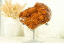 Deep Orange Citrine with Stalactite Flower and Cognac Orange Galaxy Citrine Druzy - 2.2 Kg - 4.7 lb - E2D Crystals & Minerals