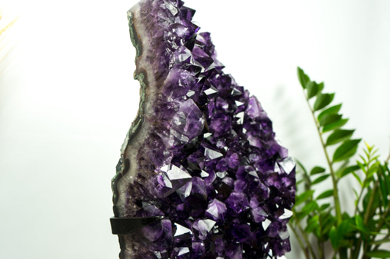 XL-Cluster aus sattem violettem Amethyst-Geoden, AAA, Traubengelee-Amethyst, hoch und aus ethischer Gewinnung