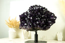 World-Class X-Large Amethyst Geode Flower on 360º Stand with Large AAA Dark Purple Amethyst Druzy