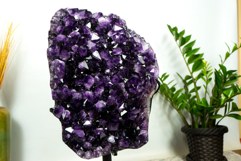XL-Cluster aus sattem violettem Amethyst-Geoden, AAA, Traubengelee-Amethyst, hoch und aus ethischer Gewinnung