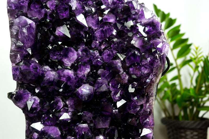 XL-Cluster aus sattem violettem Amethyst-Geoden, AAA, Traubengelee-Amethyst, hoch und aus ethischer Gewinnung