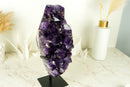 Hoher Amethyst-Cluster mit großem violetten Amethyst-Drusenstein (AAA) und goldenem Goethit