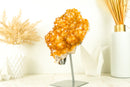 Citrine Crystal Flower Cluster with Rich Yellow Citrine Druzy on Display