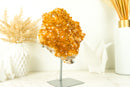Citrine Crystal Flower Cluster with Rich Yellow Citrine Druzy on Display