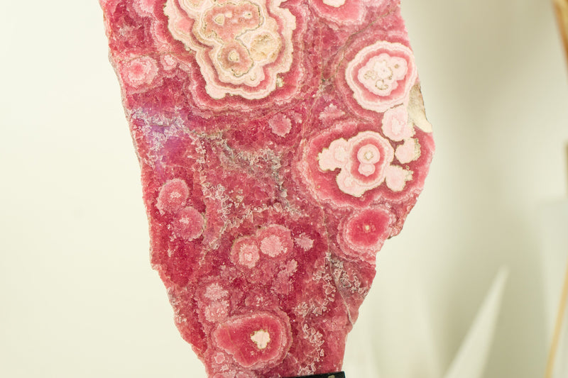 High-Grade Rhodochrosite Stalactite Slab from Capillitas Mine, Argentina, Large Size