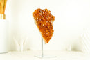 Deep Orange/Red Citrine Cluster (AKA Madeira Citrine) with Flower Rosette
