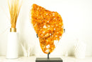 Epic Natural Citrine Cluster with Super Extra, Golden Orange Citrine Crystal Druzy - 29 Lb 17 Inches - E2D Crystals & Minerals