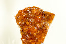 Deep Orange/Red Citrine Cluster (AKA Madeira Citrine) with Flower Rosette