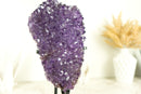 Glänzender Amethyst-Blütenhaufen mit funkelnden violetten Amethyst-Drusen und goldenen Goethit-Einschlüssen auf Ständer – 4,0 kg – 8,7 lb