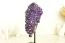 Glänzender Amethyst-Blütenhaufen mit funkelnden violetten Amethyst-Drusen und goldenen Goethit-Einschlüssen auf Ständer – 4,0 kg – 8,7 lb