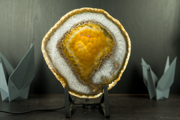 Golden Agate Slice with Botryoidal Chalcedony & Druzy Lb from Soledade, Brazil