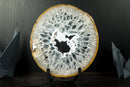 Large Rare Natural Lace Agate Slice with Clear Crystal Interior and White Sugar Druzy