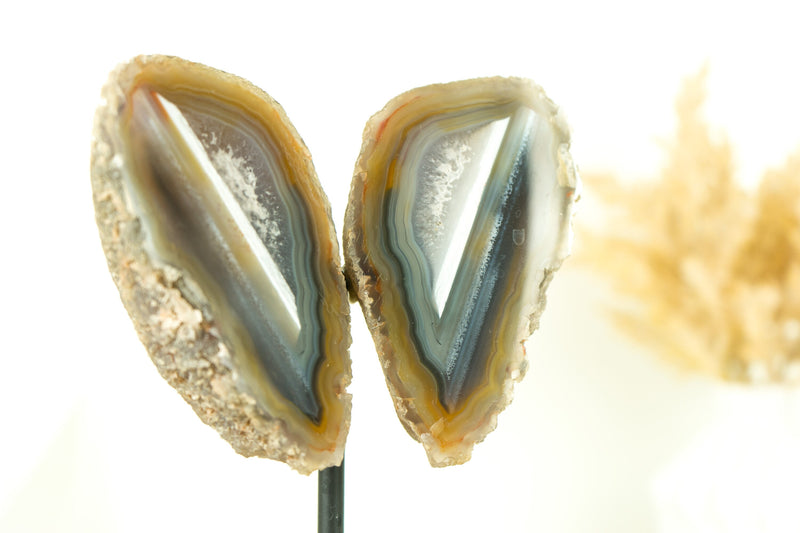 Mit Wasser ausgekleidete Achat-Geode in Sammlerqualität, geschnitten im Schmetterlingsflügel-Format