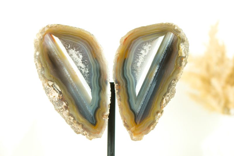 Mit Wasser ausgekleidete Achat-Geode in Sammlerqualität, geschnitten im Schmetterlingsflügel-Format