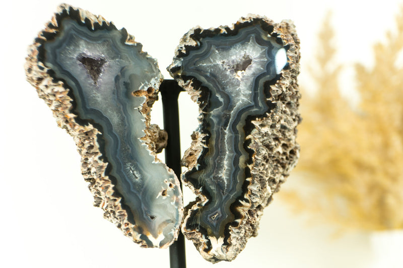 Gallery Grade Lace Agate Geode with Druzy, in Butterfly Wings Format