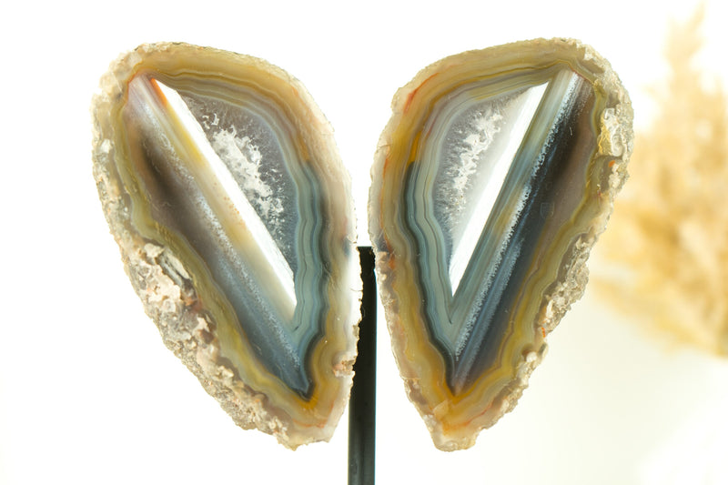 Mit Wasser ausgekleidete Achat-Geode in Sammlerqualität, geschnitten im Schmetterlingsflügel-Format