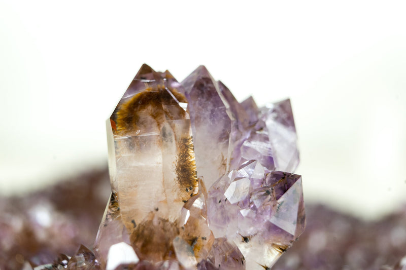 Amethystplatte in Galeriequalität mit seltenen goldenen Goethit (auch bekannt als Cacoxenit) Amethyst-Blumenrosetten